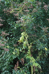 Pastinaca sativa