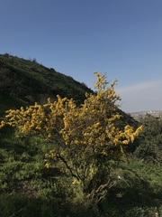 Adesmia confusa