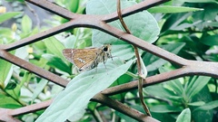 Parnara guttata