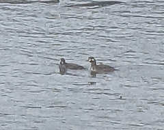 Histrionicus histrionicus