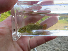 Etheostoma microlepidum