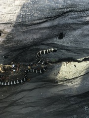 Lampropeltis californiae