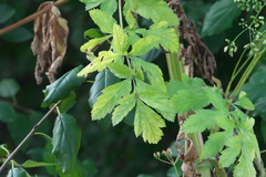 Pastinaca sativa