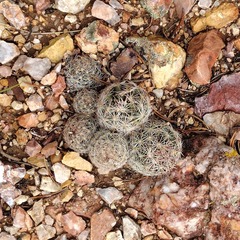 Escobaria vivipara arizonica