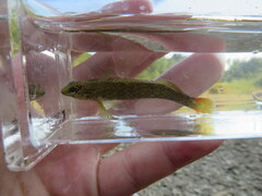Etheostoma microlepidum