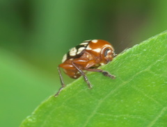 Bassareus