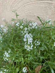 Lobularia maritima