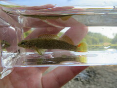 Etheostoma microlepidum