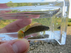 Etheostoma microlepidum