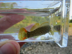 Etheostoma microlepidum