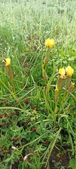 Oenothera stricta