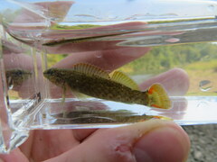 Etheostoma microlepidum