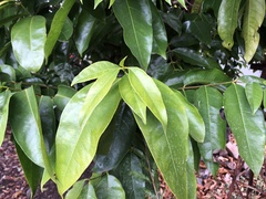 Phaleria clerodendron