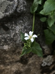 Stellaria chilensis