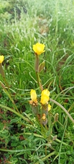 Oenothera stricta