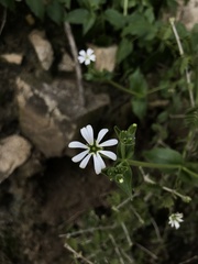 Stellaria chilensis