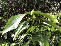 Phaleria clerodendron