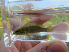 Etheostoma microlepidum