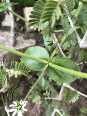 Stellaria chilensis