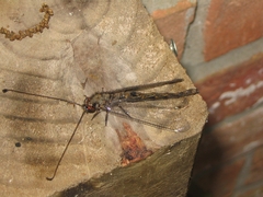 Ululodes quadripunctatus