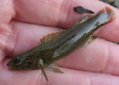 Etheostoma microlepidum