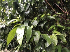 Phaleria clerodendron