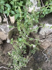 Stellaria chilensis