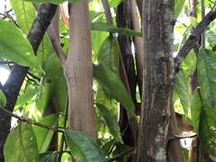 Phaleria clerodendron