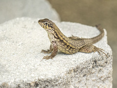 Leiocephalus carinatus