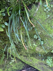 Haplopteris anguste-elongata