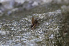 Nylanderia