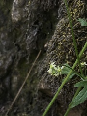 Bowlesia uncinata