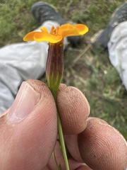 Tagetes tenuifolia