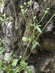 Bowlesia uncinata