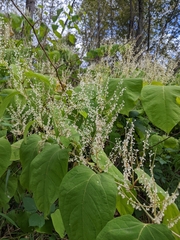 Reynoutria sachalinensis