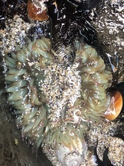 Anthopleura