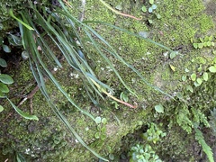 Haplopteris anguste-elongata