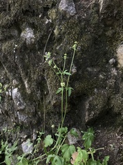 Bowlesia uncinata