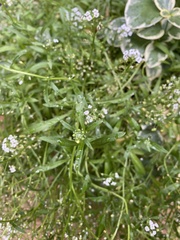 Lobularia maritima