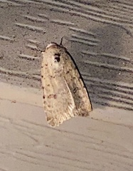 Caradrina clavipalpis