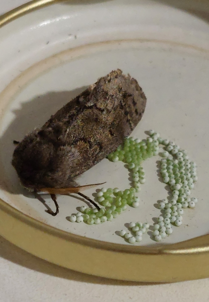 Neobourquinia bifasciata