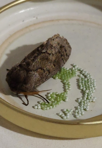 Neobourquinia bifasciata