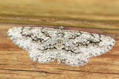 Stenoporpia