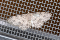 Scopula plantagenaria