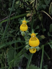 Calceolaria corymbosa