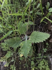 Calceolaria corymbosa