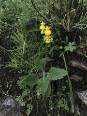 Calceolaria corymbosa