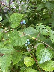 Ampelopsis cordata