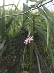 Olsynium scirpoideum