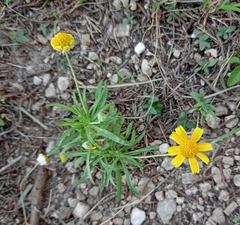 Tetraneuris linearifolia